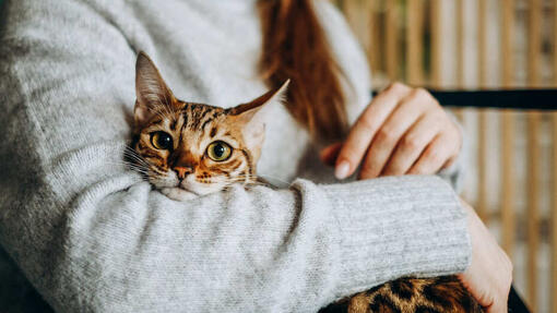 Bengal store cat names